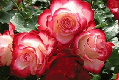 fleurs: rose jigsaw puzzle