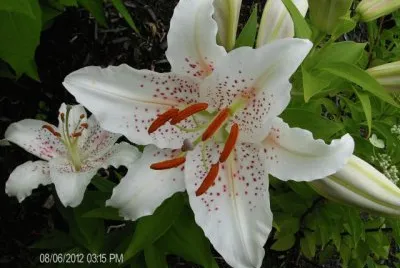 fleurs: lys
