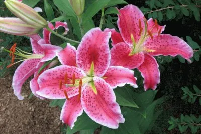 fleurs: lys