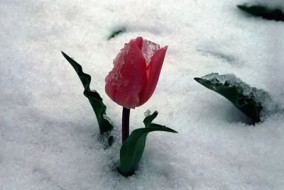 spring