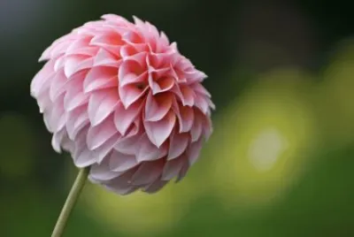 dahlia