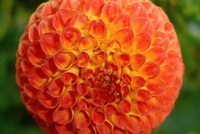dahlia