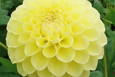 dahlia