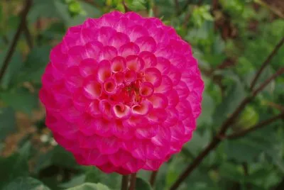 dahlia
