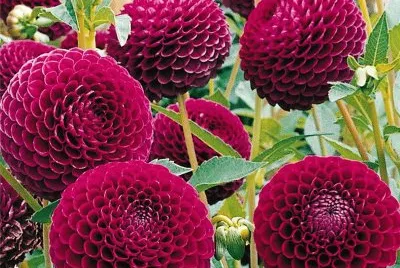 dahlias