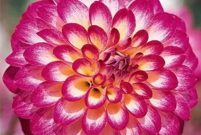 dahlia