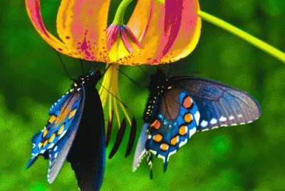 פאזל של Flower and Butterflies