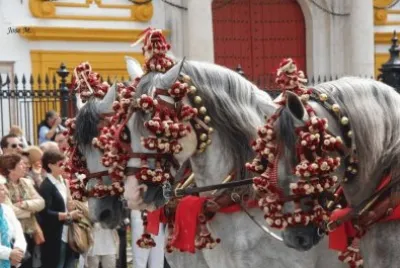 caballos