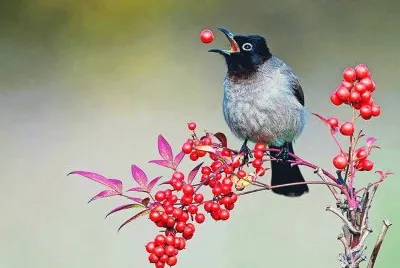 PÃJARO COMIENDO