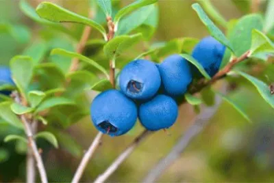 myrtilles