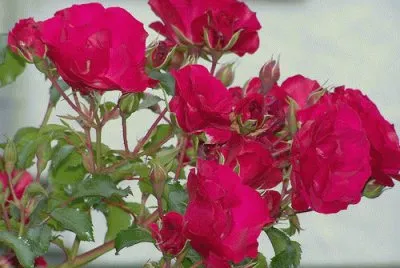 פאזל של Roses