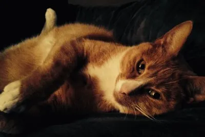 פאזל של My cat
