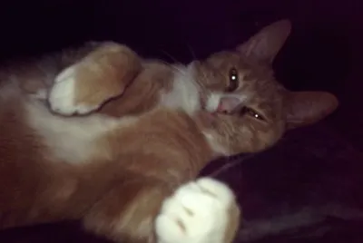 פאזל של My cat