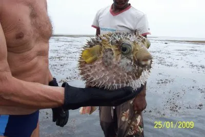 PESCE PALLA