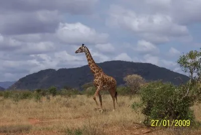 KENIA