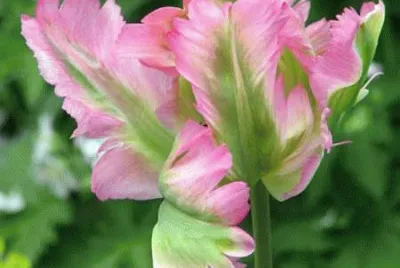 fleurs: tulipe