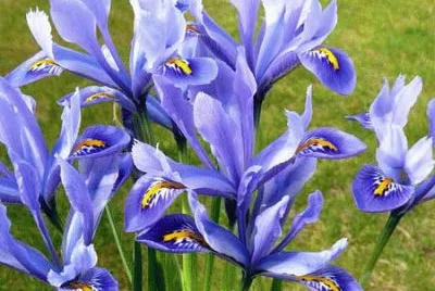 fleurs: iris