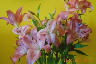 LILIUM