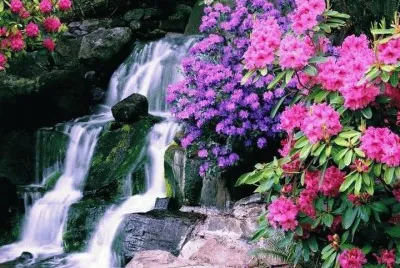 jardin