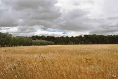 GRANO