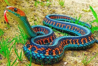 SERPIENTE