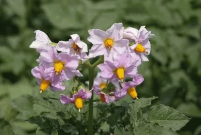 fleurs de pommes de terre