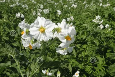 fleurs de pommes de terre