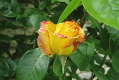 Diverses  fleurs et plantes