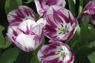 fleurs: tulipes