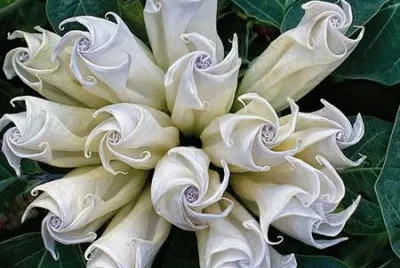 fleurs: datura