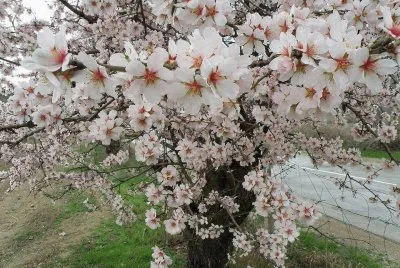 fleurs