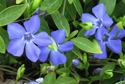 fleurs: pervenches