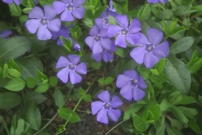 fleurs: pervenches