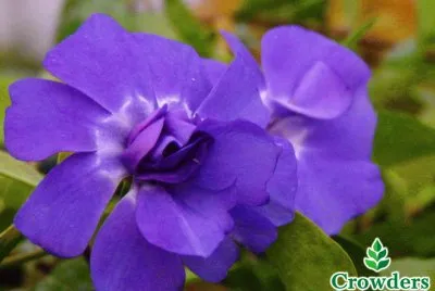 fleurs: pervenches