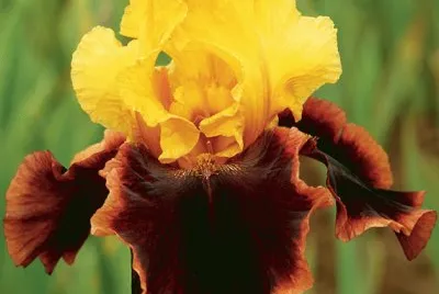 fleurs: iris