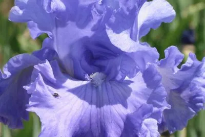 fleurs: iris