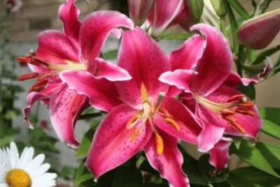 fleurs: lys