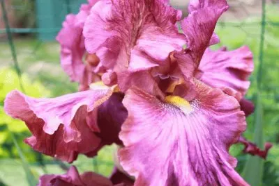 fleurs: iris