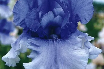 fleurs: iris
