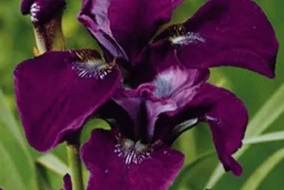 fleurs: iris