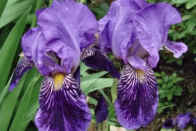 fleurs: iris