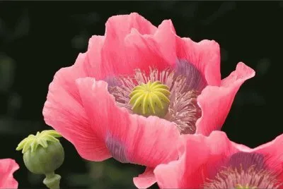 fleurs: pavot