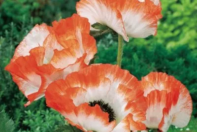fleurs: pavot