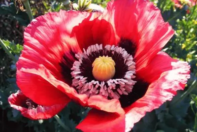 fleurs: pavot