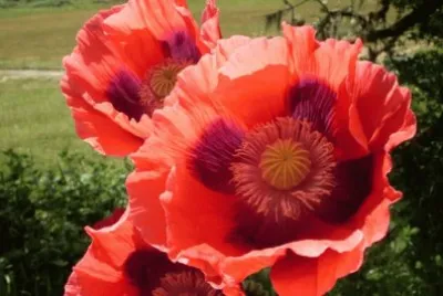 fleurs: pavot