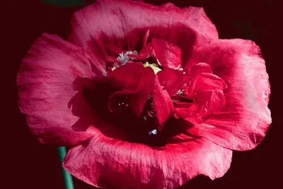 fleurs: pavot