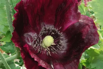 fleurs: pavot