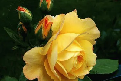 fleurs: rose
