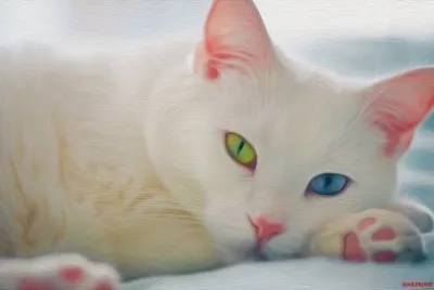 chat