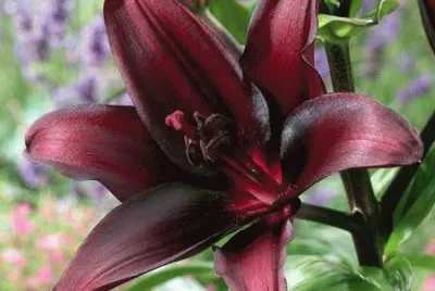 fleurs: lys jigsaw puzzle